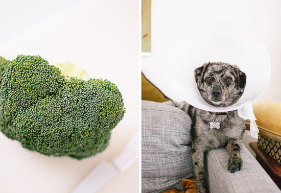 broccoli and dog