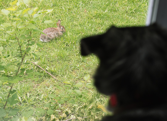 dog and bunny