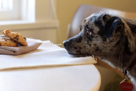 dog begging for a cookie