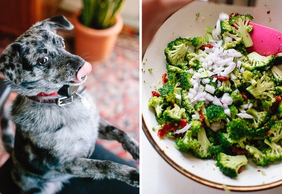 dog and broccoli salad