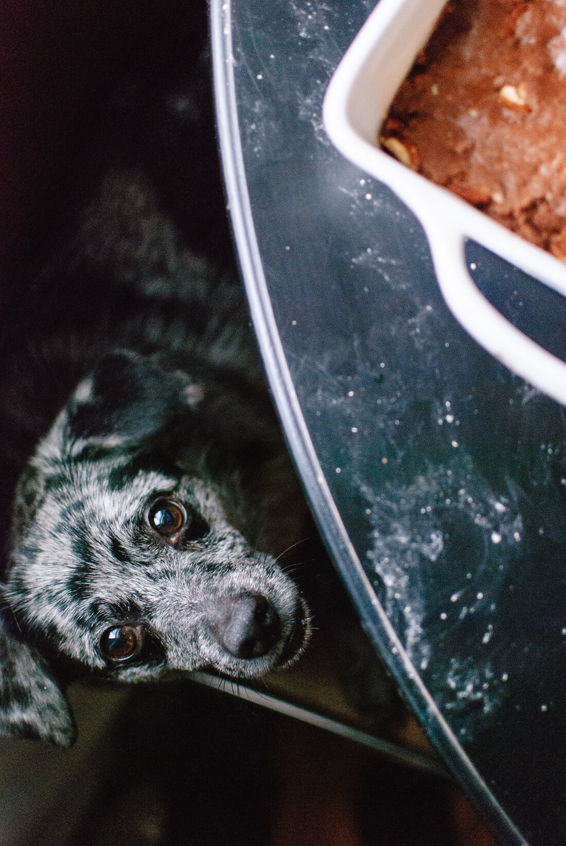 dog looking at fudge