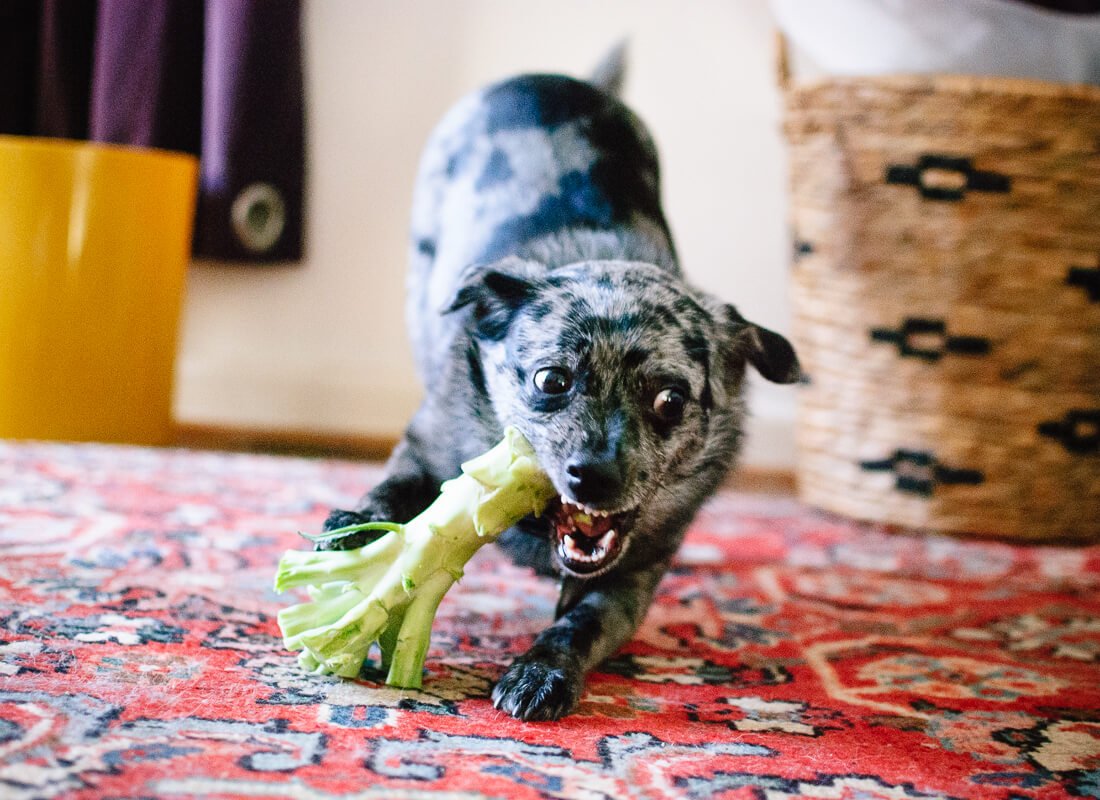 dog eating broccoli