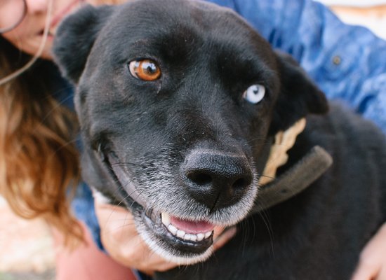 dog with brown eye and blue eye