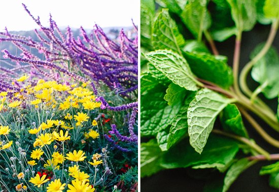 flowers and mint