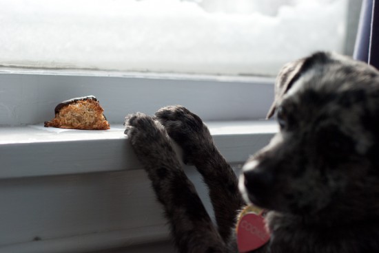 dog and macaroon