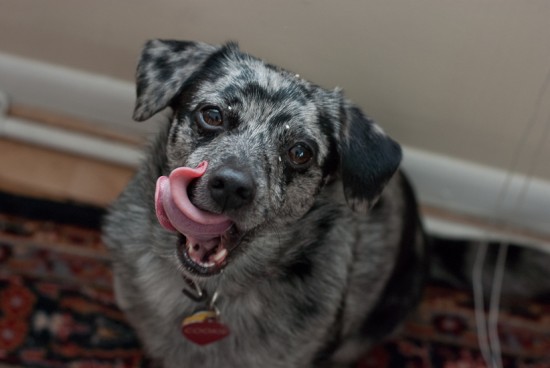 coconut-flecked dog