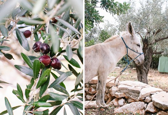 olives and donkey