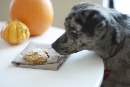 dog and pumpkin cookie