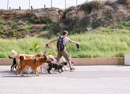 dog walker