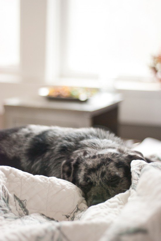 black and white mutt sleeping